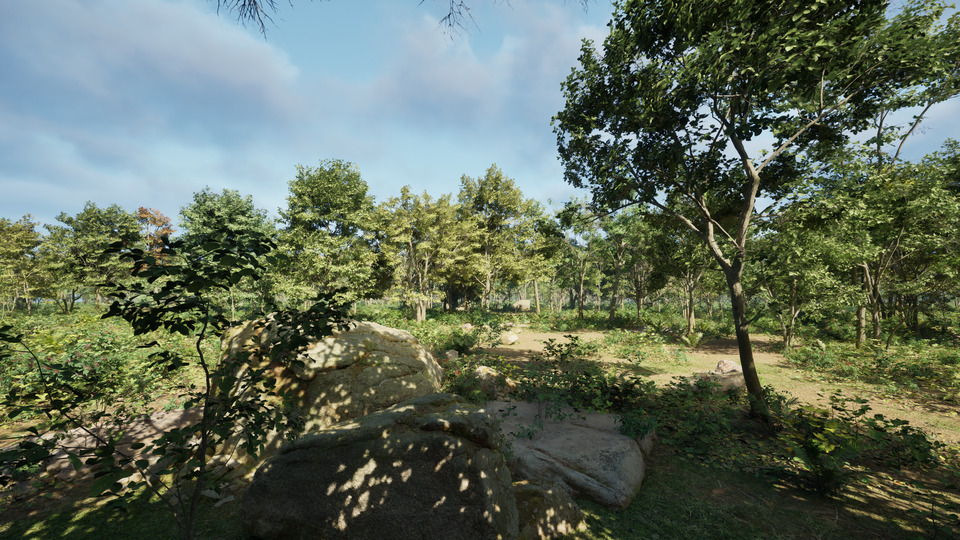 Forest